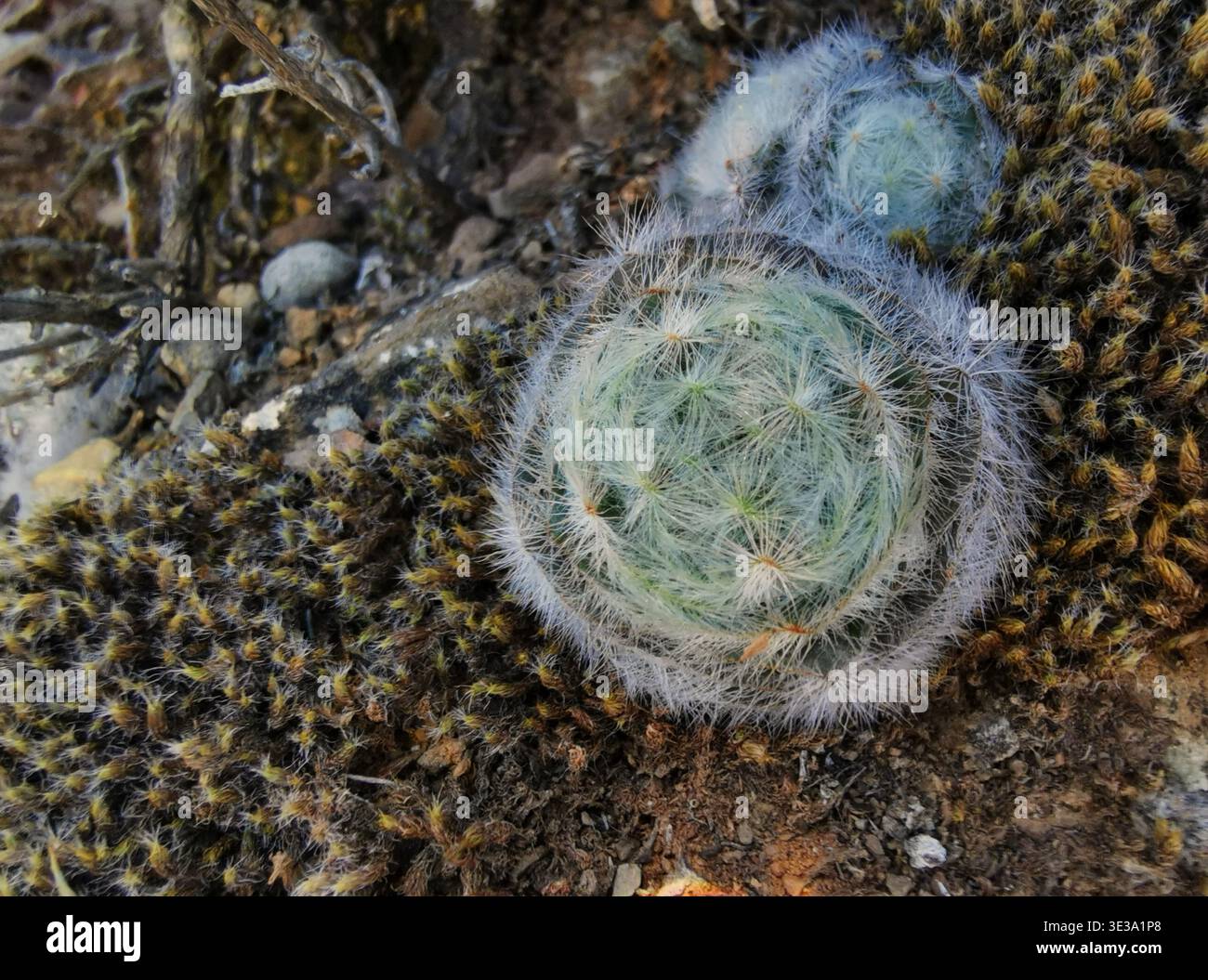 Crassula barbata Stock Photo