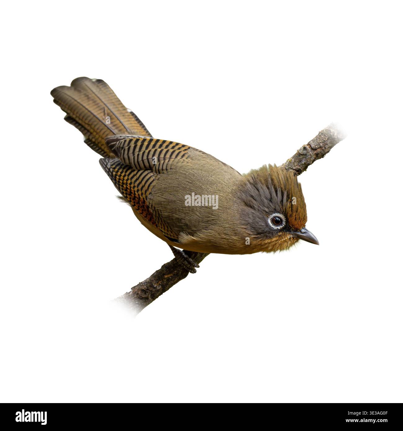 Detailed View Of Spectacled Barwing Resting On Twig Highlighting Soft Brown Plumage Pattern And Clear Facial Markings Stock Photo