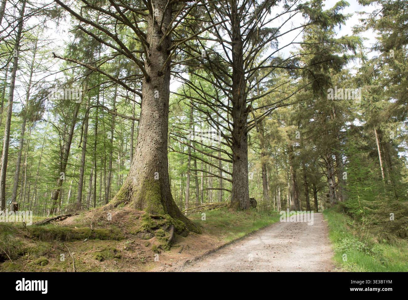 walking path in forest among large pine trees Stock Photo