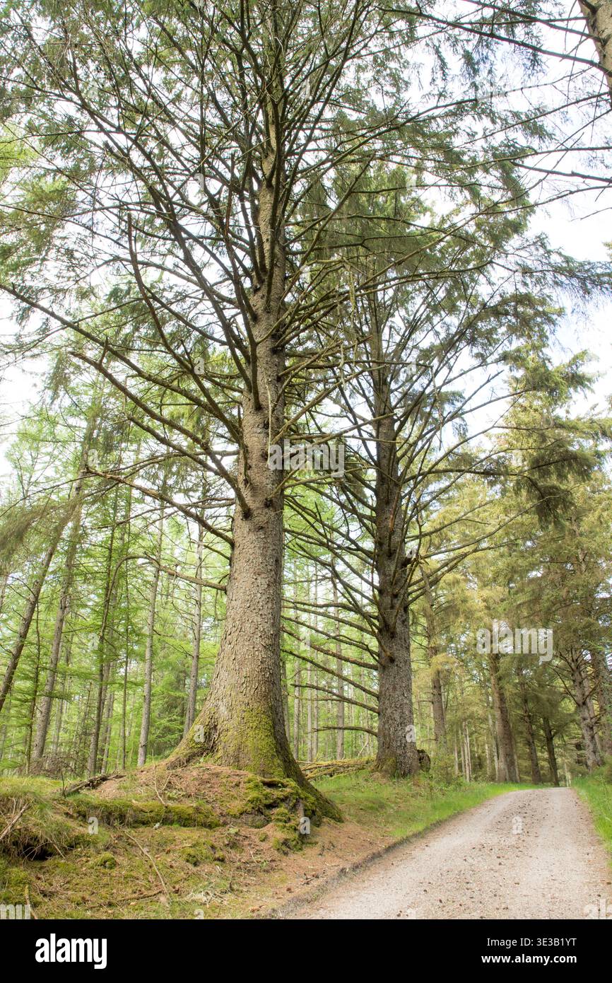 walking path in forest among large pine trees Stock Photo