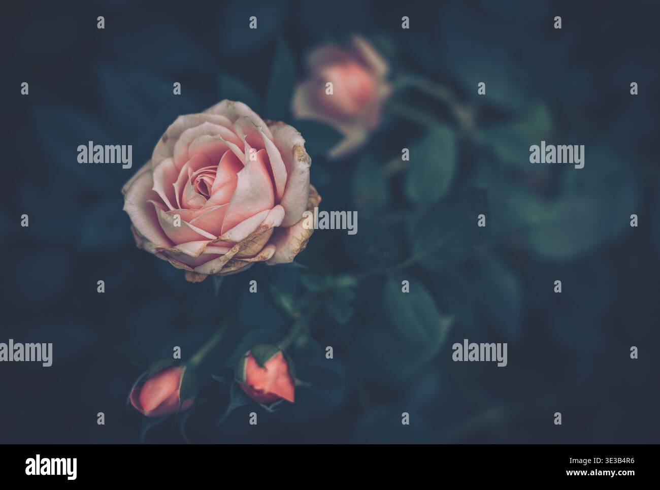 Featuring delicate curves hi-res stock photography and images - Alamy