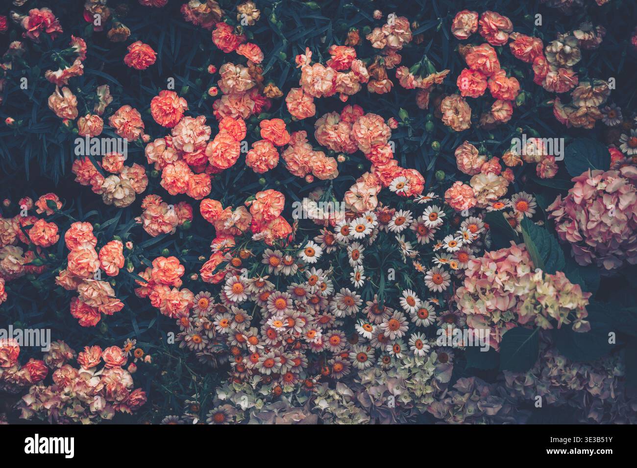 Clusters of blossoms in shades of pink hi-res stock photography and ...