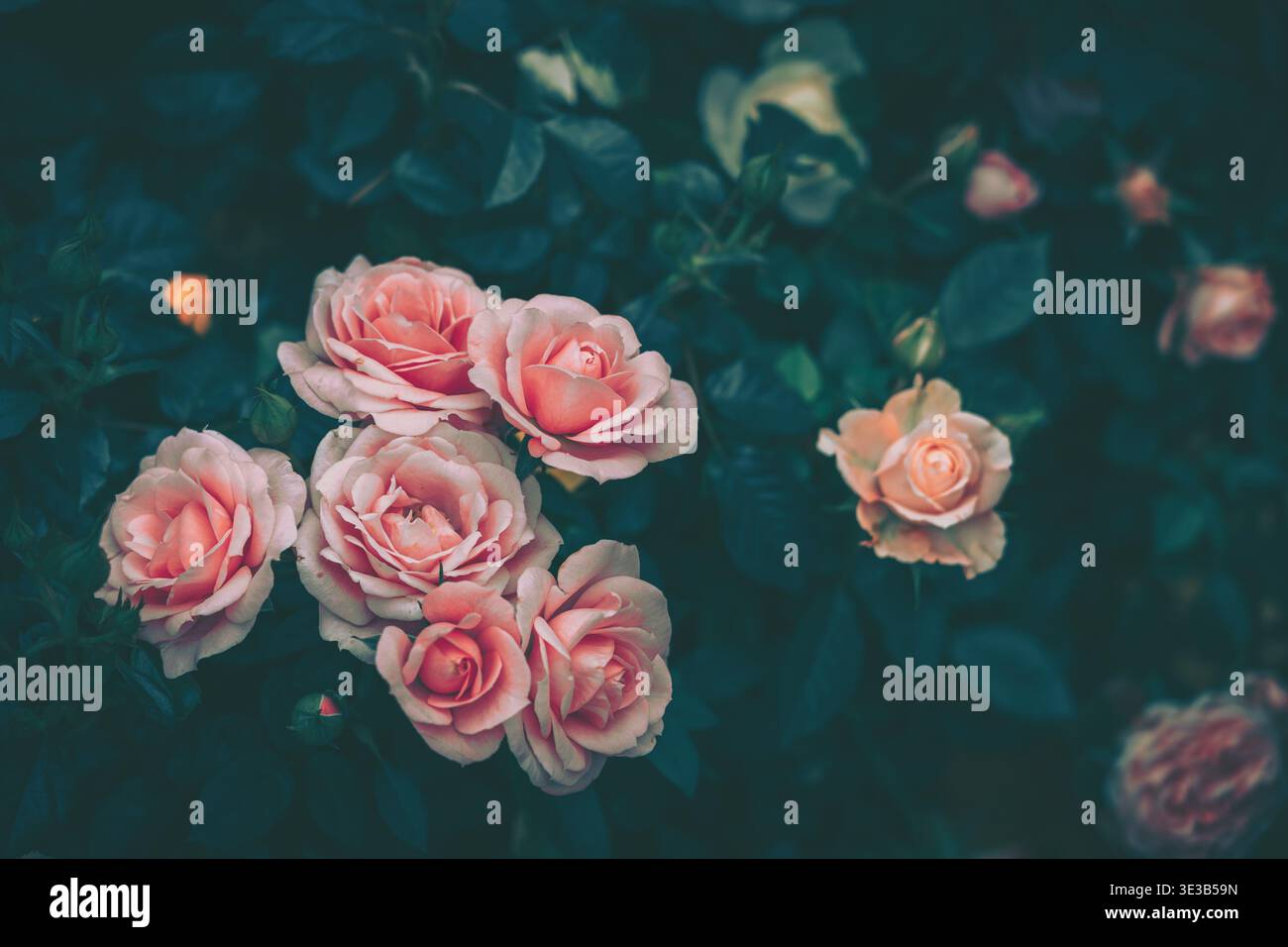 Pink Abstract Gradient Roses Background Gradient backdrop pink green hi-res stock photography and images - Alamy