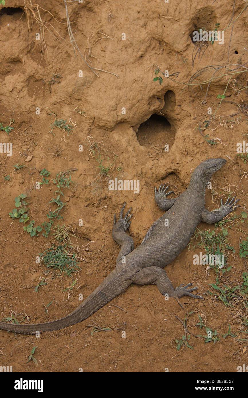Burrows Monitor Monitor lizard from above hi-res stock photography and images - Alamy