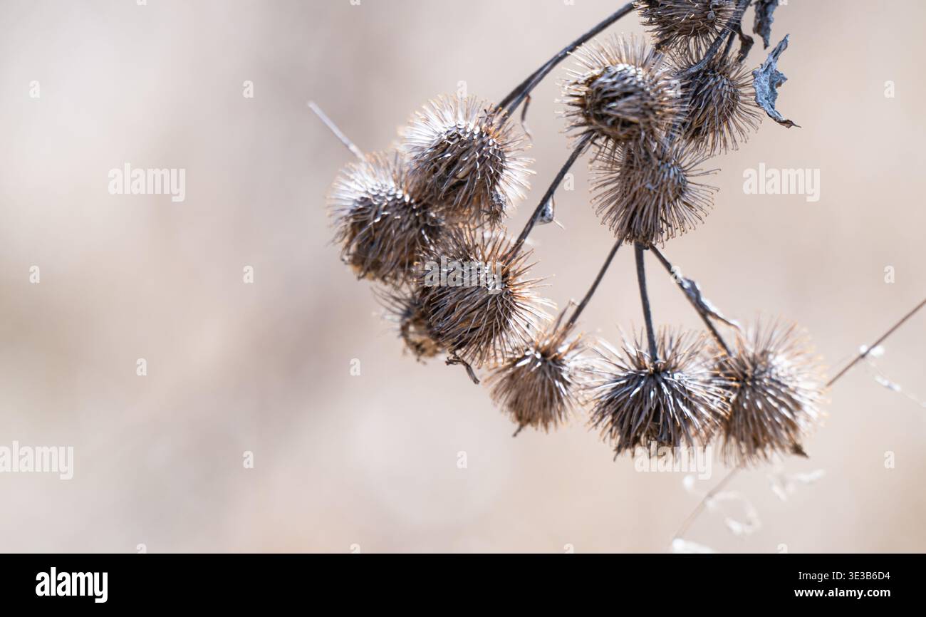 A close-up photo of dried burdock Stock Photo