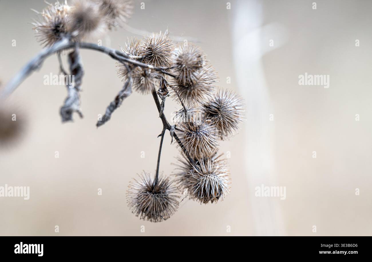 A close-up photo of dried burdock Stock Photo