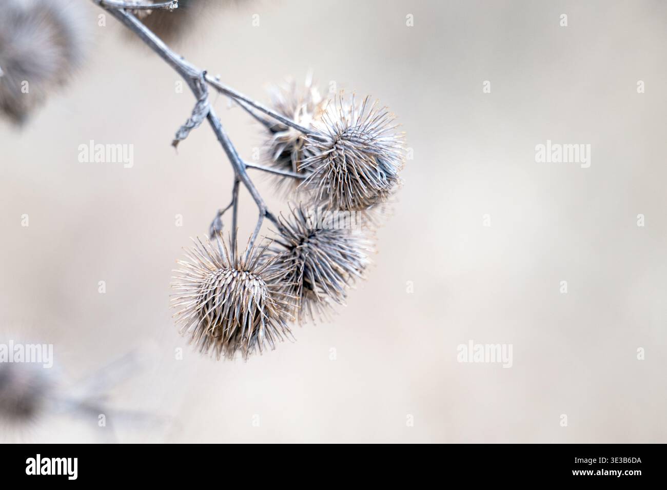 A close-up photo of dried burdock Stock Photo