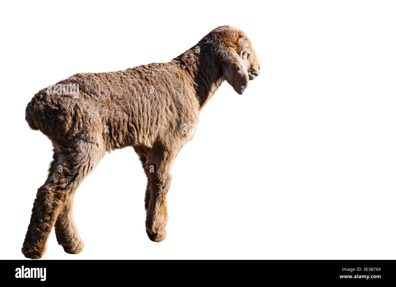 little lamb isolated on white background Stock Photo
