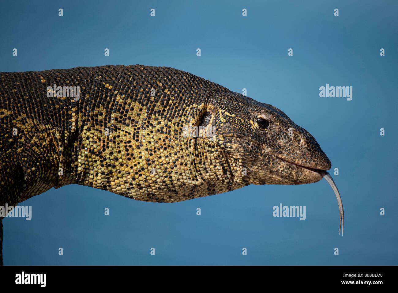 Nile monitor, Varanus niloticus, Ngamba Island Chimpanzee Sanctuary, Uganda Stock Photo