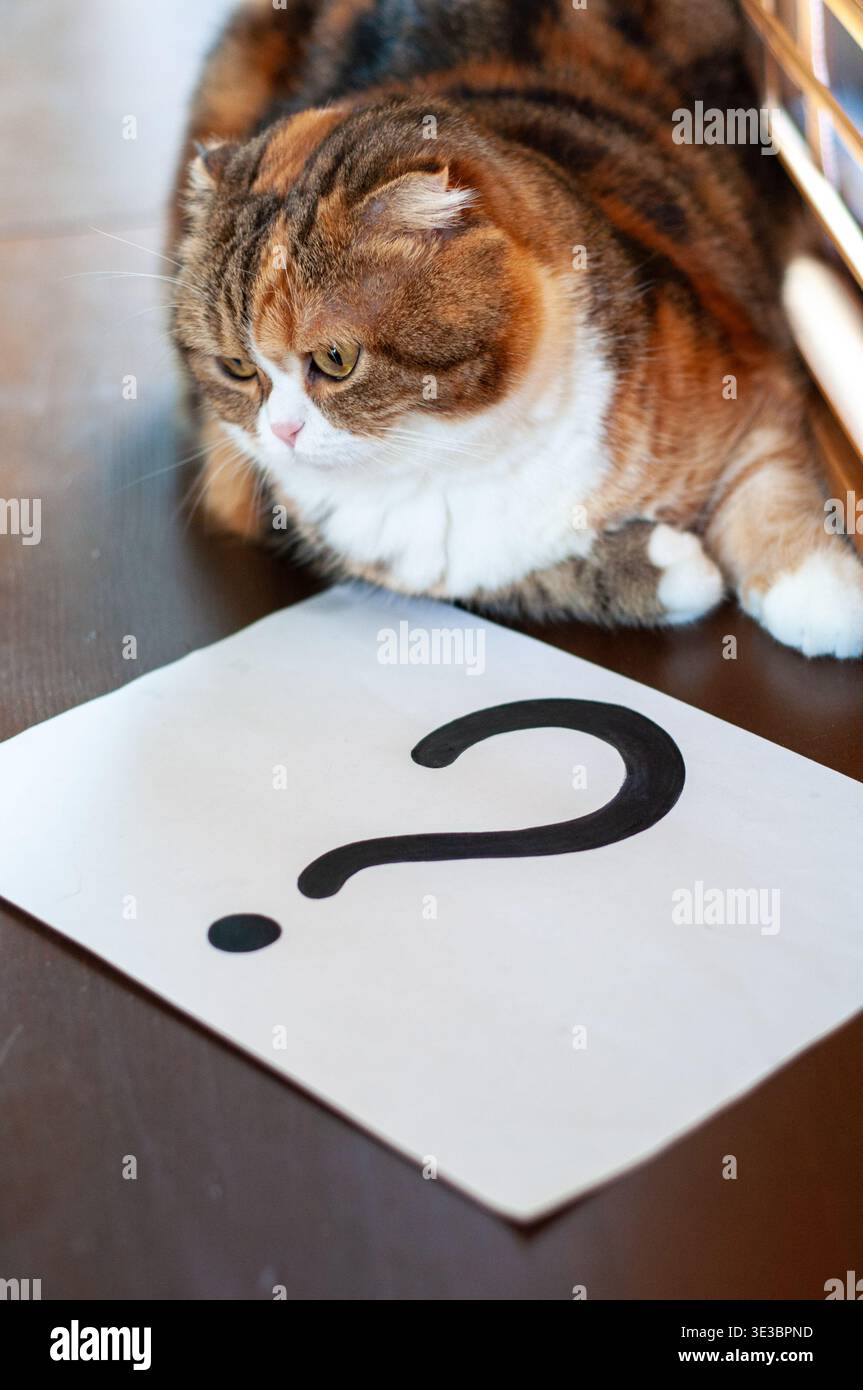 Cat Question Mark Emoji
