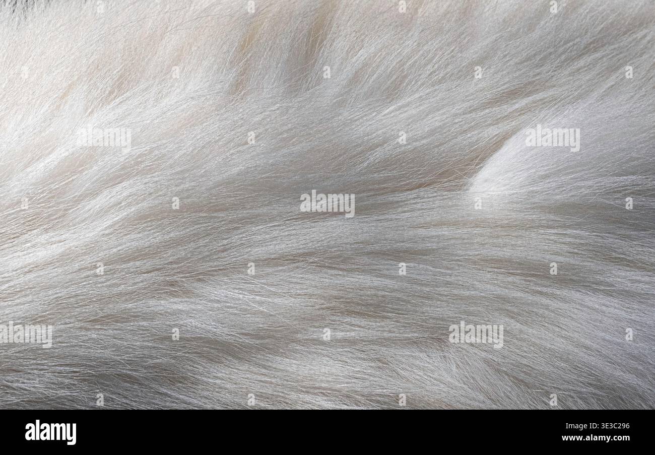 Close-up of soft white animal fur showing fine strands and smooth natural texture. Ideal for backgrounds, textile inspiration, pet-related content, an Stock Photo