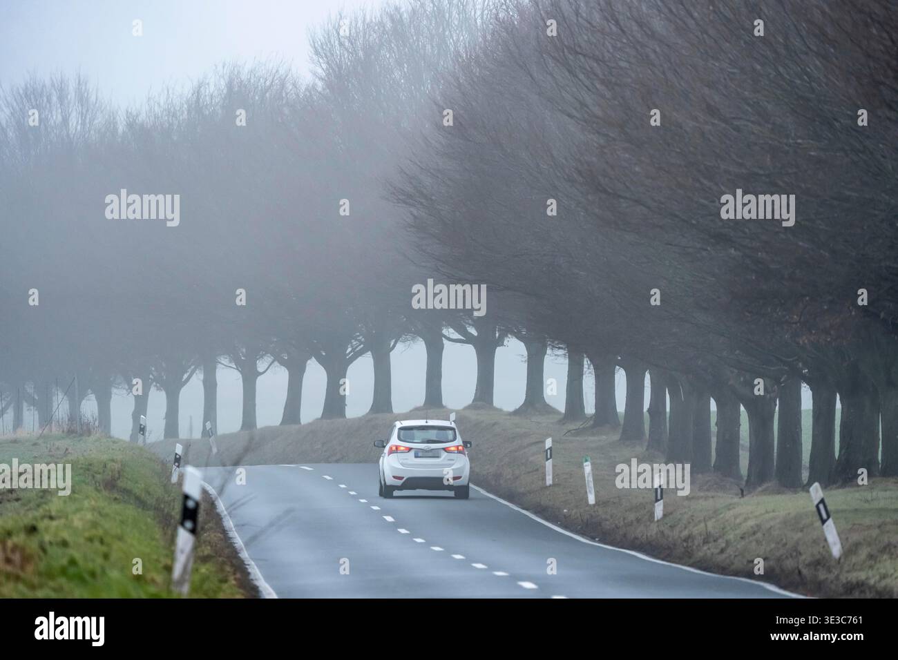 Dichter Nebel, mit geringen Sichtweiten, Landstraße, Schuirweg, kahle Bäume, Winter, in Essen, NRW, Deutschland, Stock Photo
