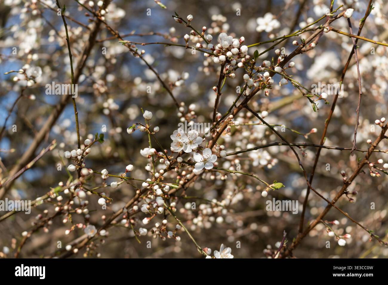 Dense cluster of white blossoms hi-res stock photography and images - Alamy