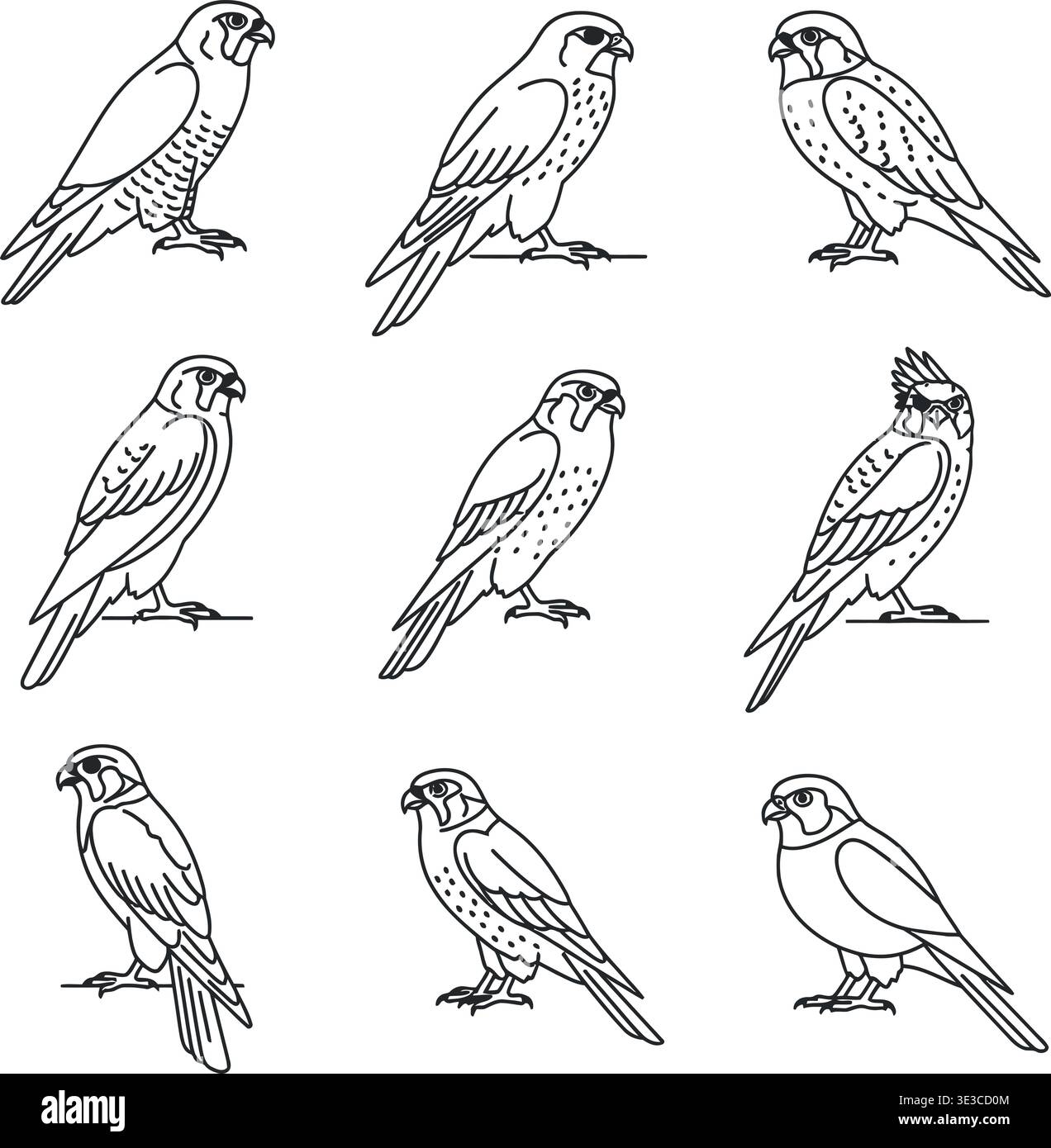 Unique Falcon & Hawk Birds of Prey Line Art Set, Original Outline ...