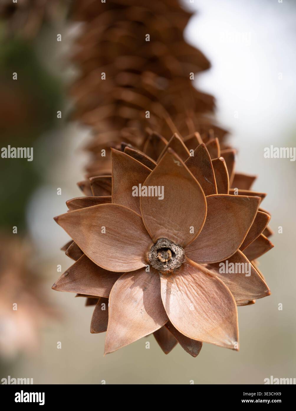 Borwn Leaves - Five Star Pattern - Remembering on Pine Cones. High quality photo Stock Photo