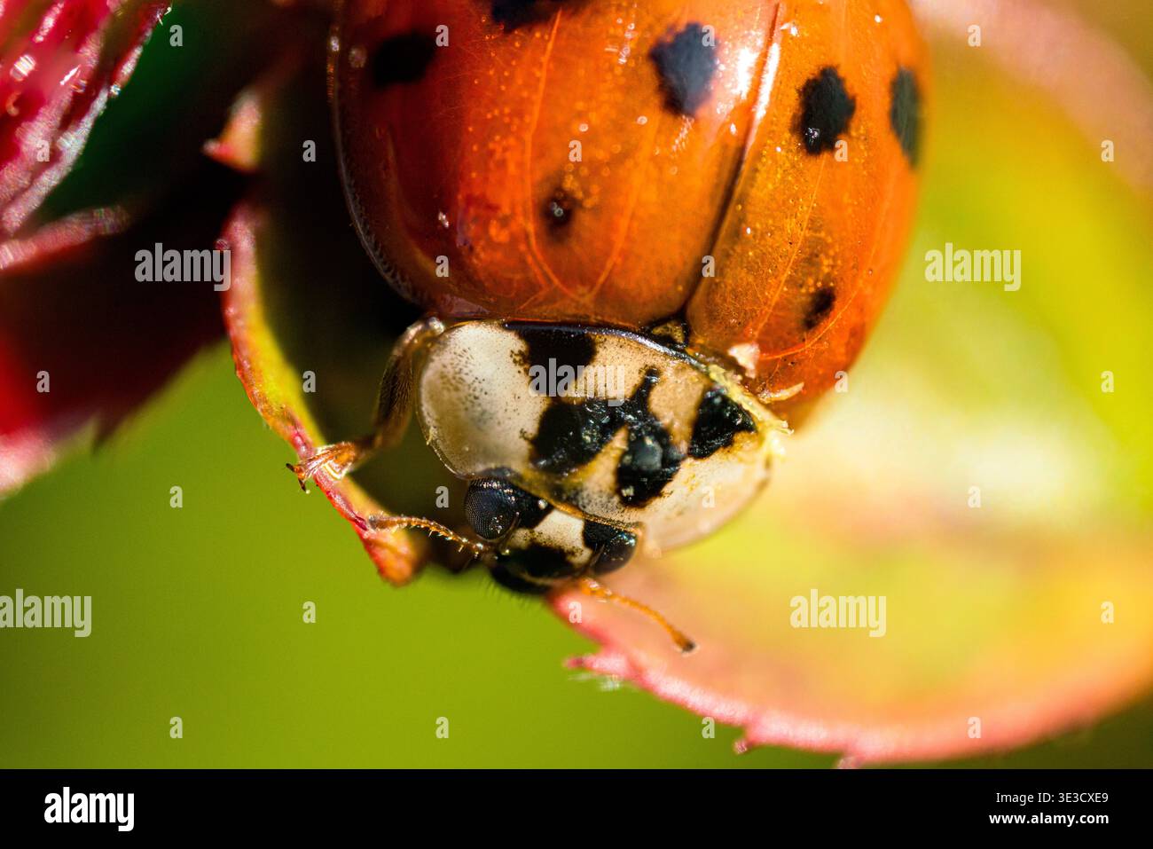 A harlequin ladybird on a rose leaf Stock Photo