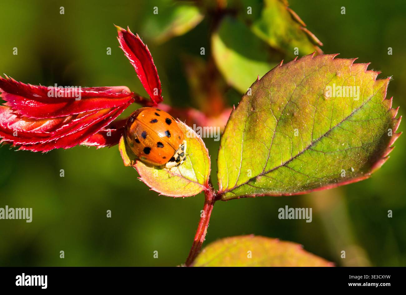 A harlequin ladybird on a rose leaf Stock Photo