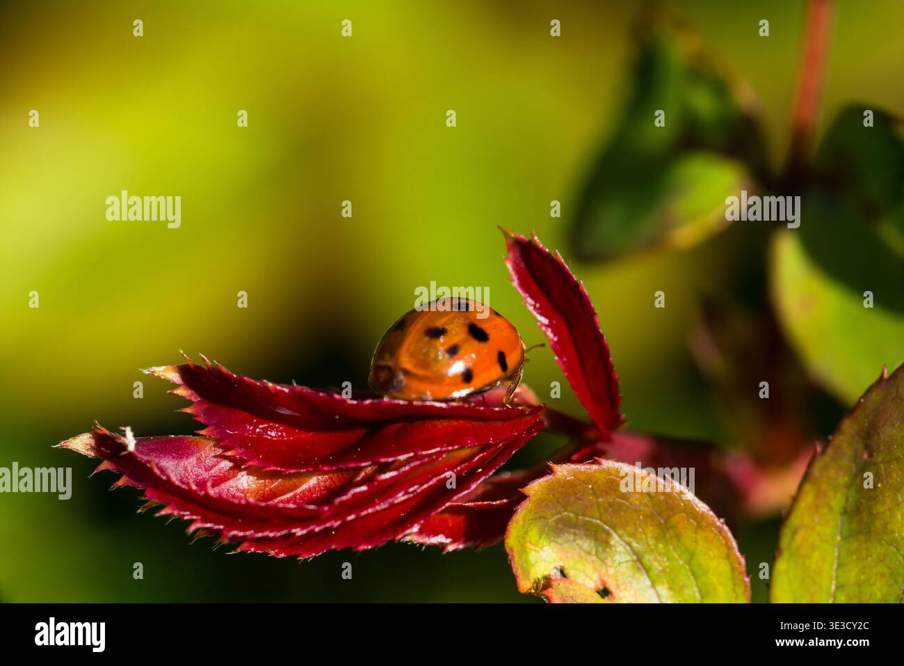 A harlequin ladybird on a rose leaf Stock Photo