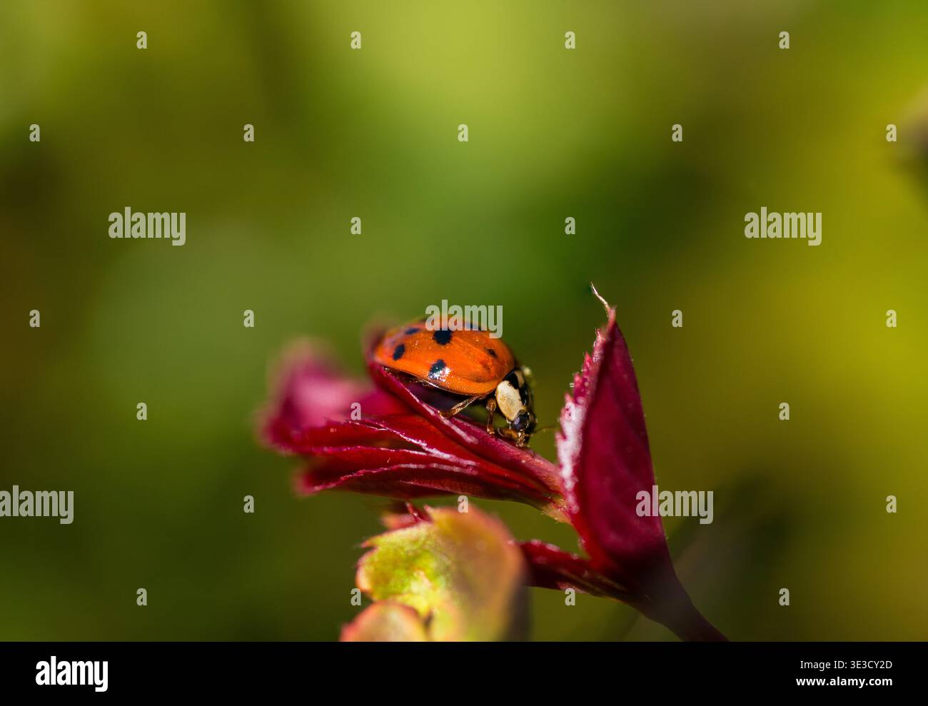 A harlequin ladybird on a rose leaf Stock Photo