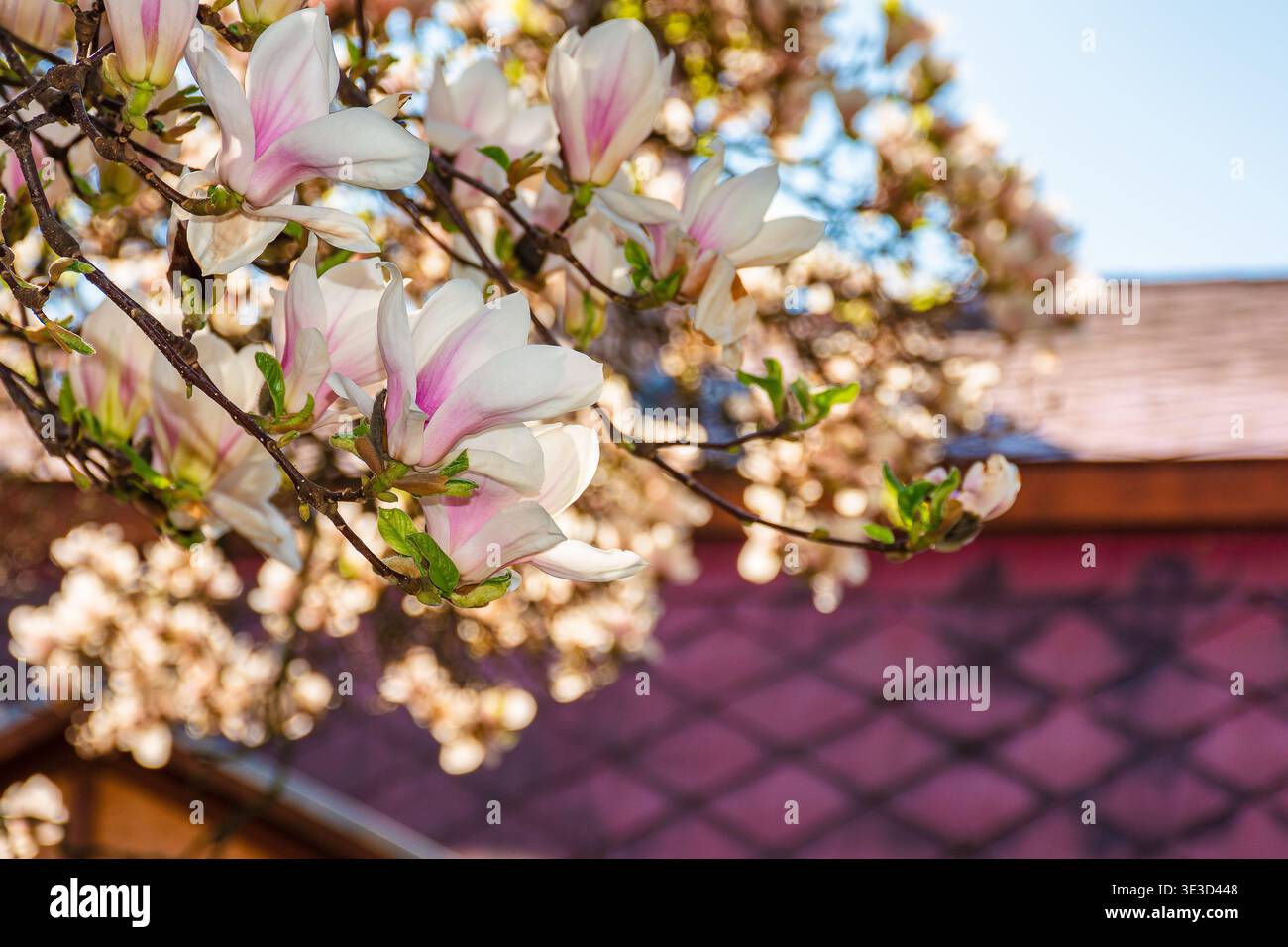 magnolia tree blooming in springtime. tender pink flowers in a shade of urban architecture. picture from uzhhorod city with magnolia soulangeana on a Stock Photo
