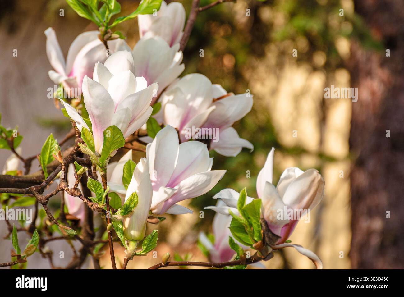 magnolia tree blooming in springtime. tender pink flowers in a shade of urban architecture. picture from uzhhorod city with magnolia soulangeana on a Stock Photo