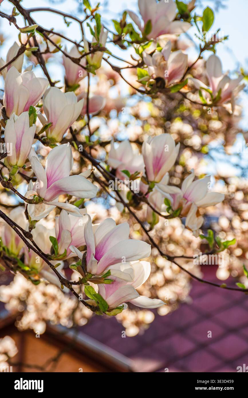 magnolia tree blooming in springtime. tender pink flowers in a shade of urban architecture. picture from uzhhorod city with magnolia soulangeana on a Stock Photo