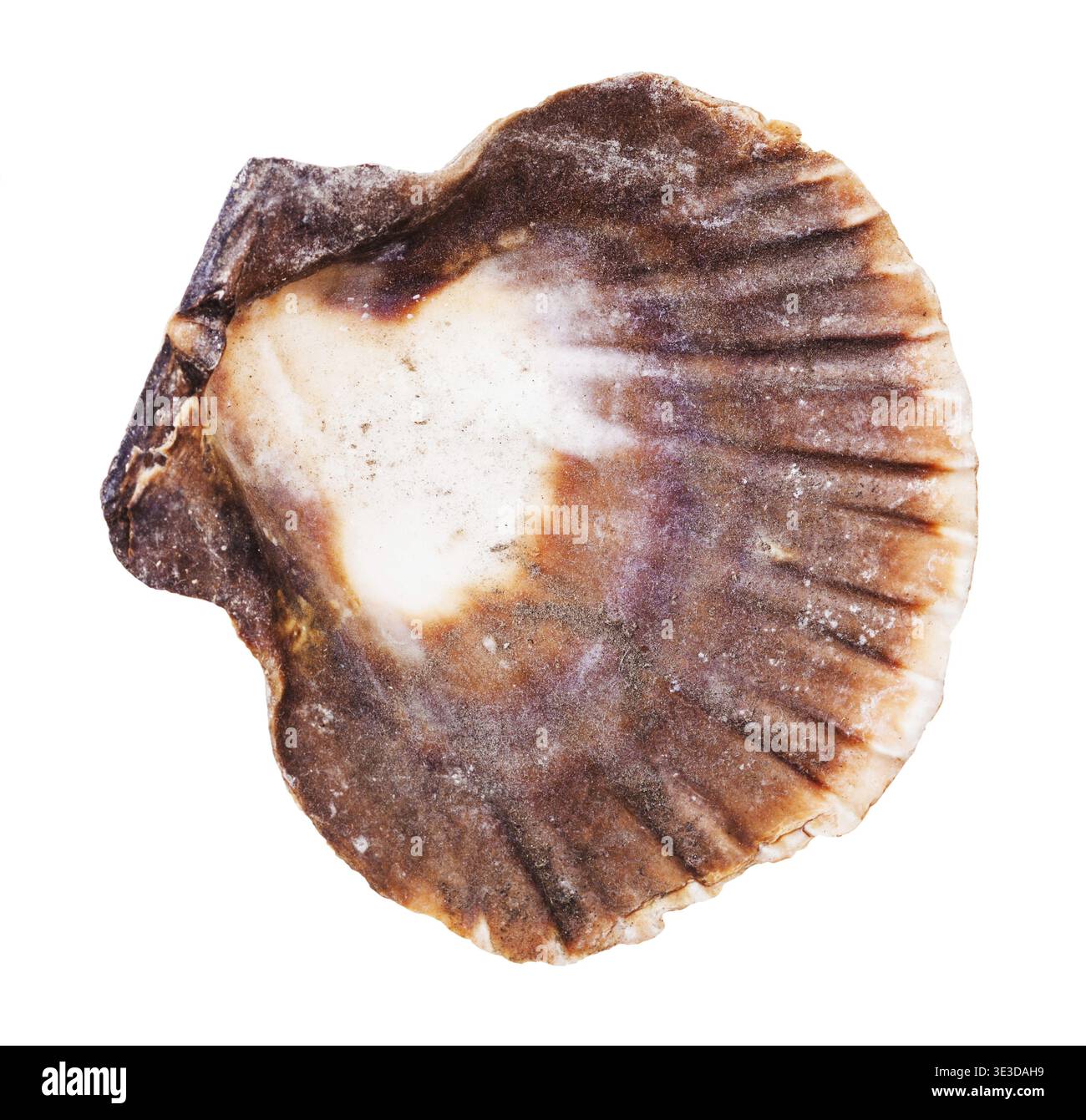 Empty dark brown mussel shell against white background Stock Photo