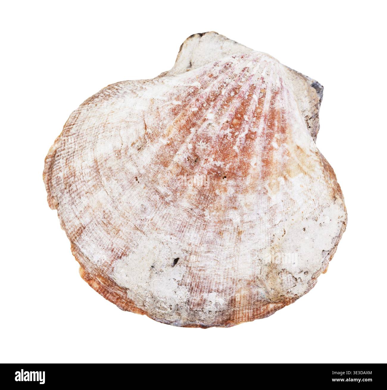 Brown mussel shell against white background Stock Photo