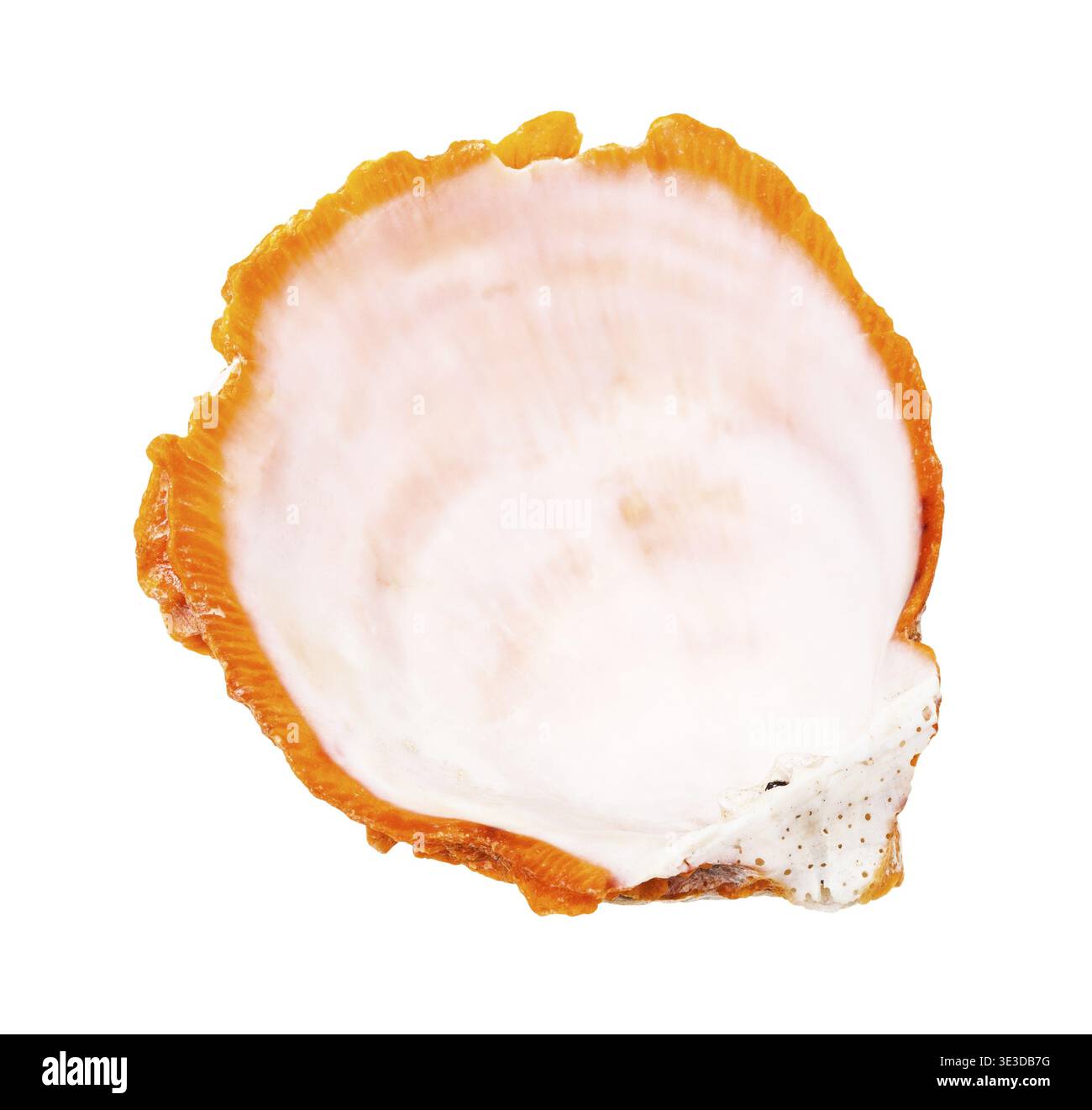 Empty orange mussel shell against white background Stock Photo