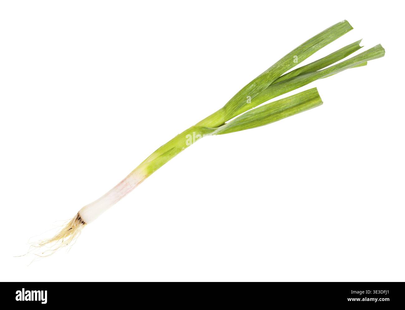 Green young spring garlic with isolated roots on white background Stock Photo