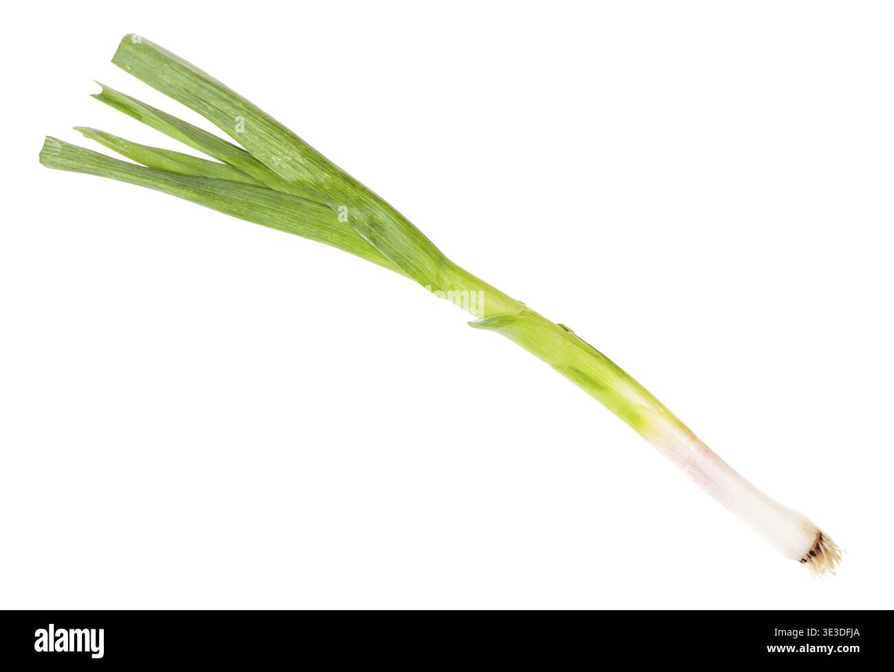 Young green spring garlic against white background Stock Photo