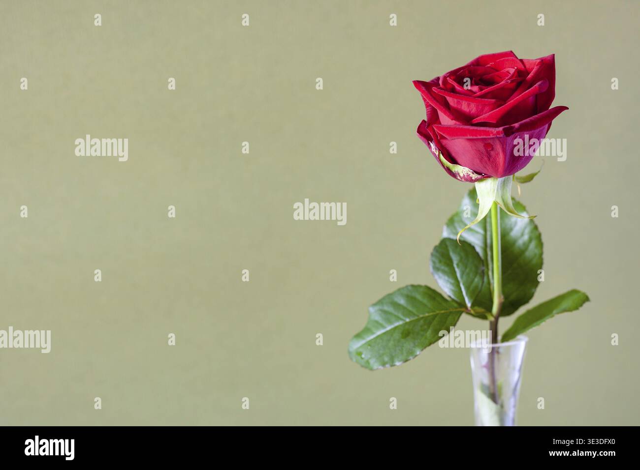 Horizontal still life with copy space single fresh red rose blossom in glass vase with olive-coloured paper background (focus on the blossom) Stock Photo