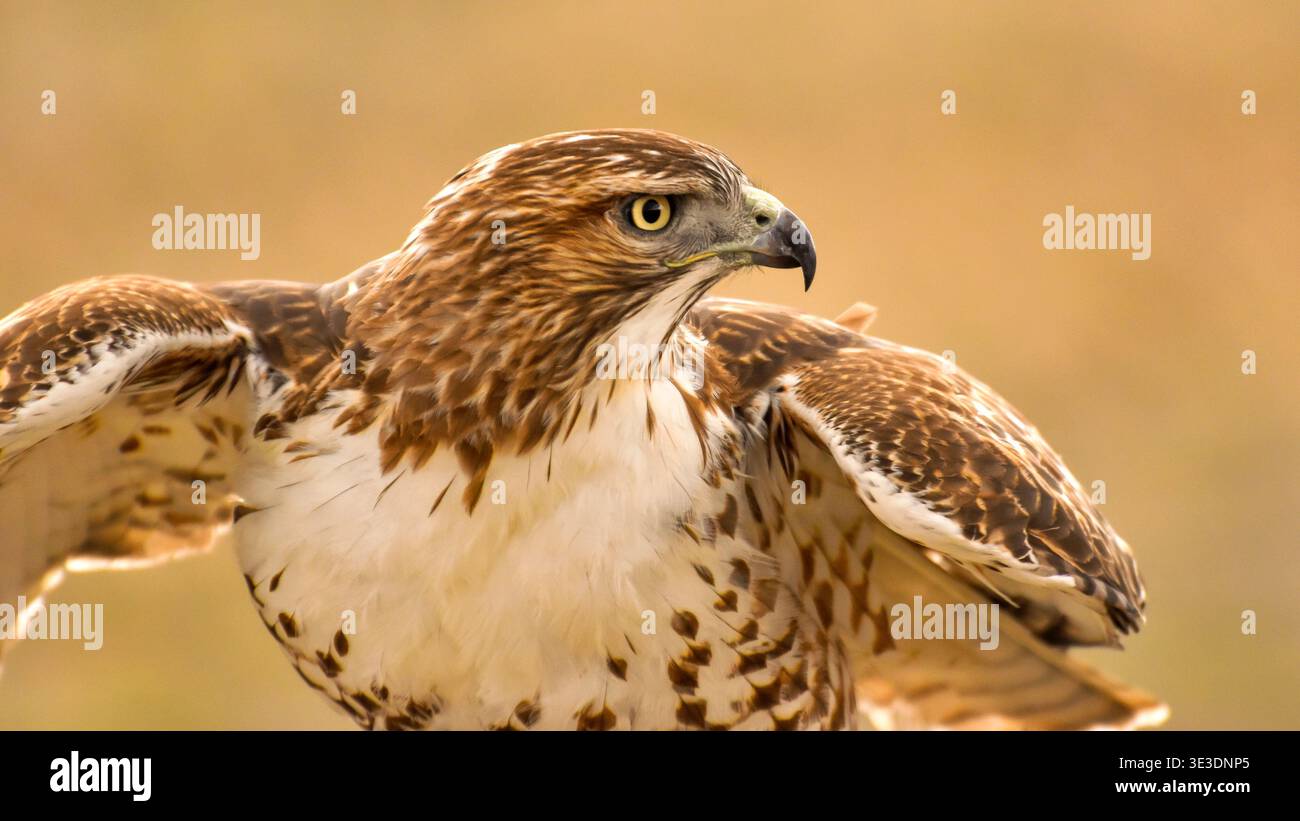 Ready to Fly - A close-up front view of a Broad-winged Hawk getting ...