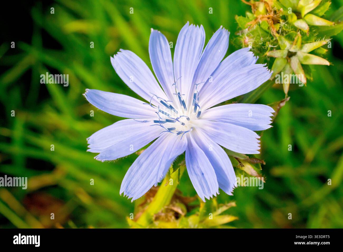 Plants chicory blue flowers hi-res stock photography and images