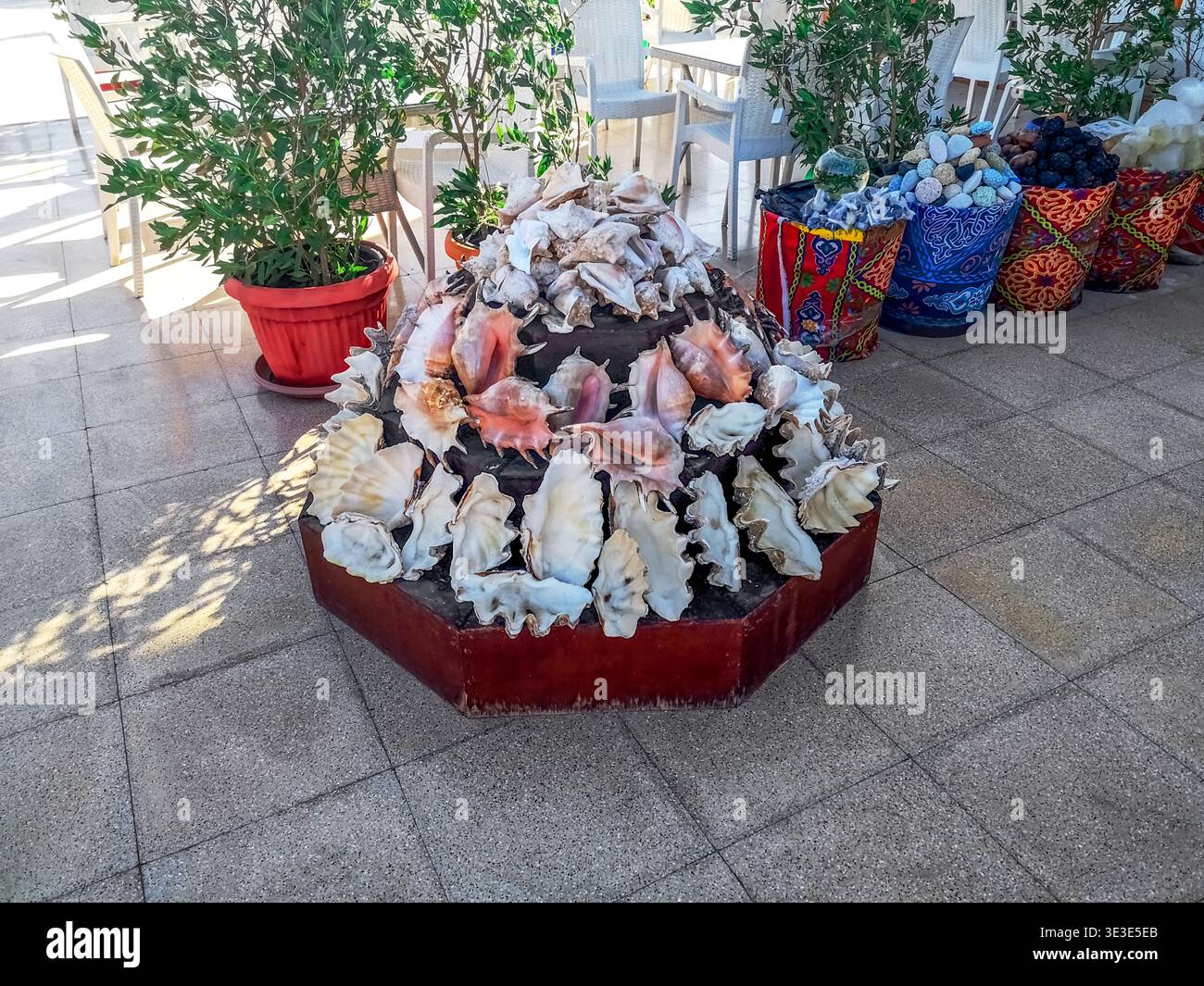Exhibition stand with large seashells in the Old Market in Sharm El Sheikh (Egypt). Sale of tourist souvenirs in a tropical city - Smartphone Captured Stock Image