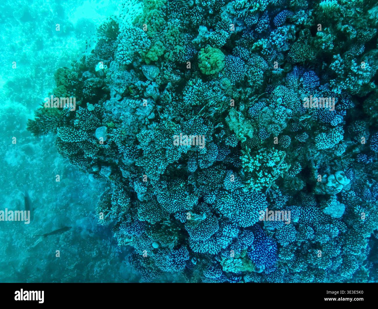 Coral reefs under turquoise water in the Red Sea. Underwater world, top view through clear water, beautiful azure pattern - Smartphone Captured Stock Image