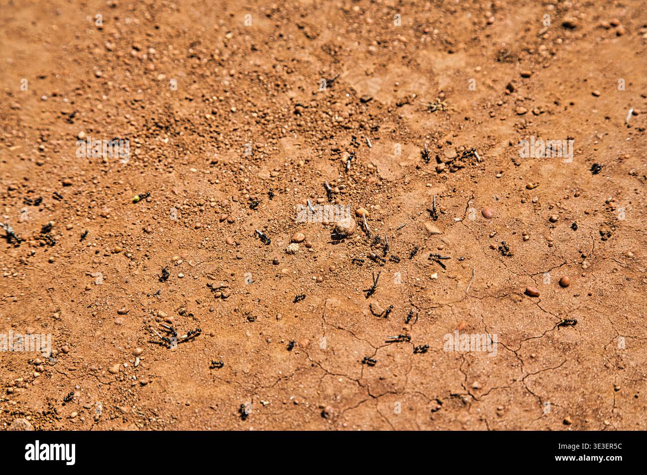 Dry Cracked Trail Soil With Small Pebbles And Scattered Debris On A Sunlit Path. Stock Photo