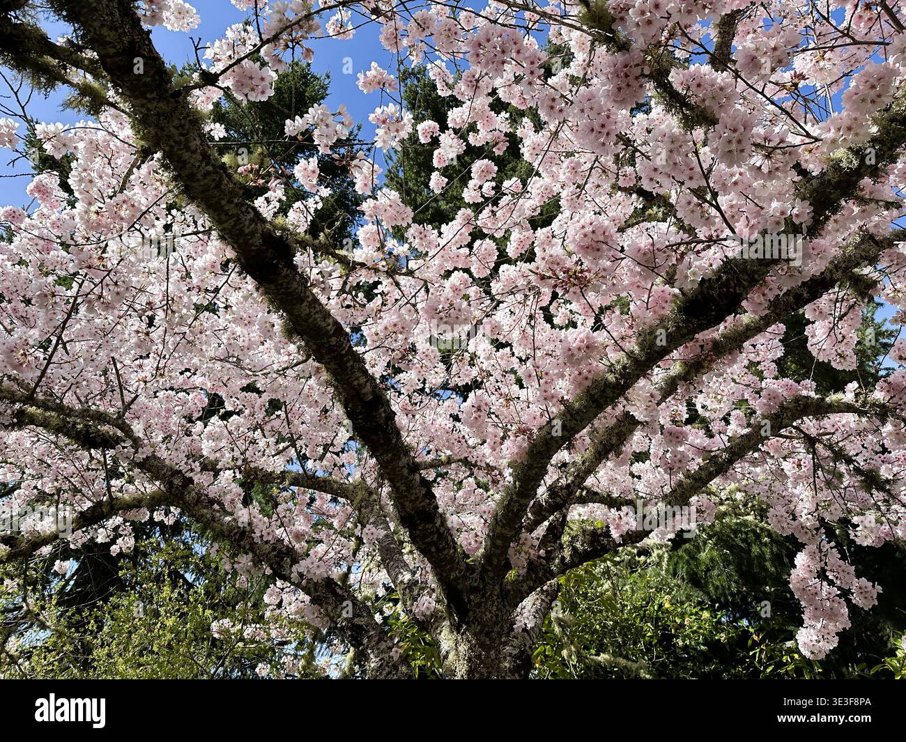Cherry blossoms on a tree in springtime, as seen from underneath tree. Stock Photo