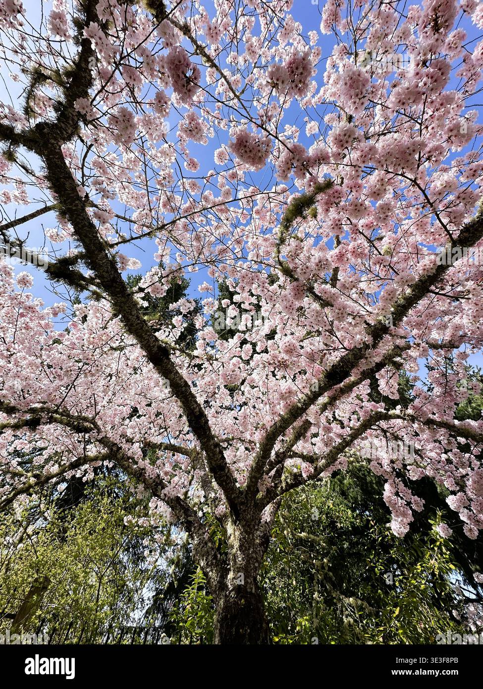 Cherry blossoms on a tree in springtime, as seen from underneath tree. Stock Photo