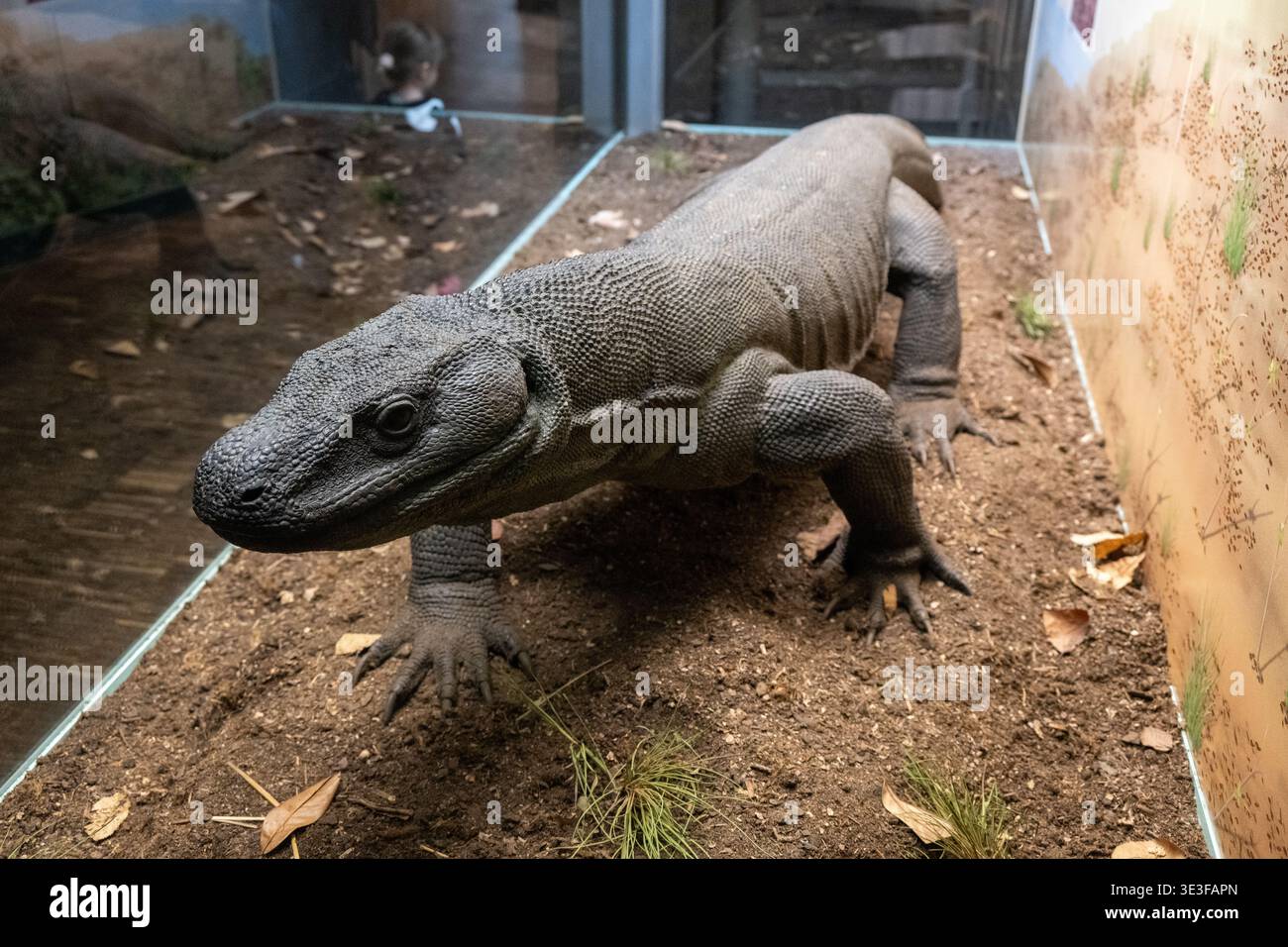 Large monitor lizard displayed in a terrarium at Senckenberg Nature ...