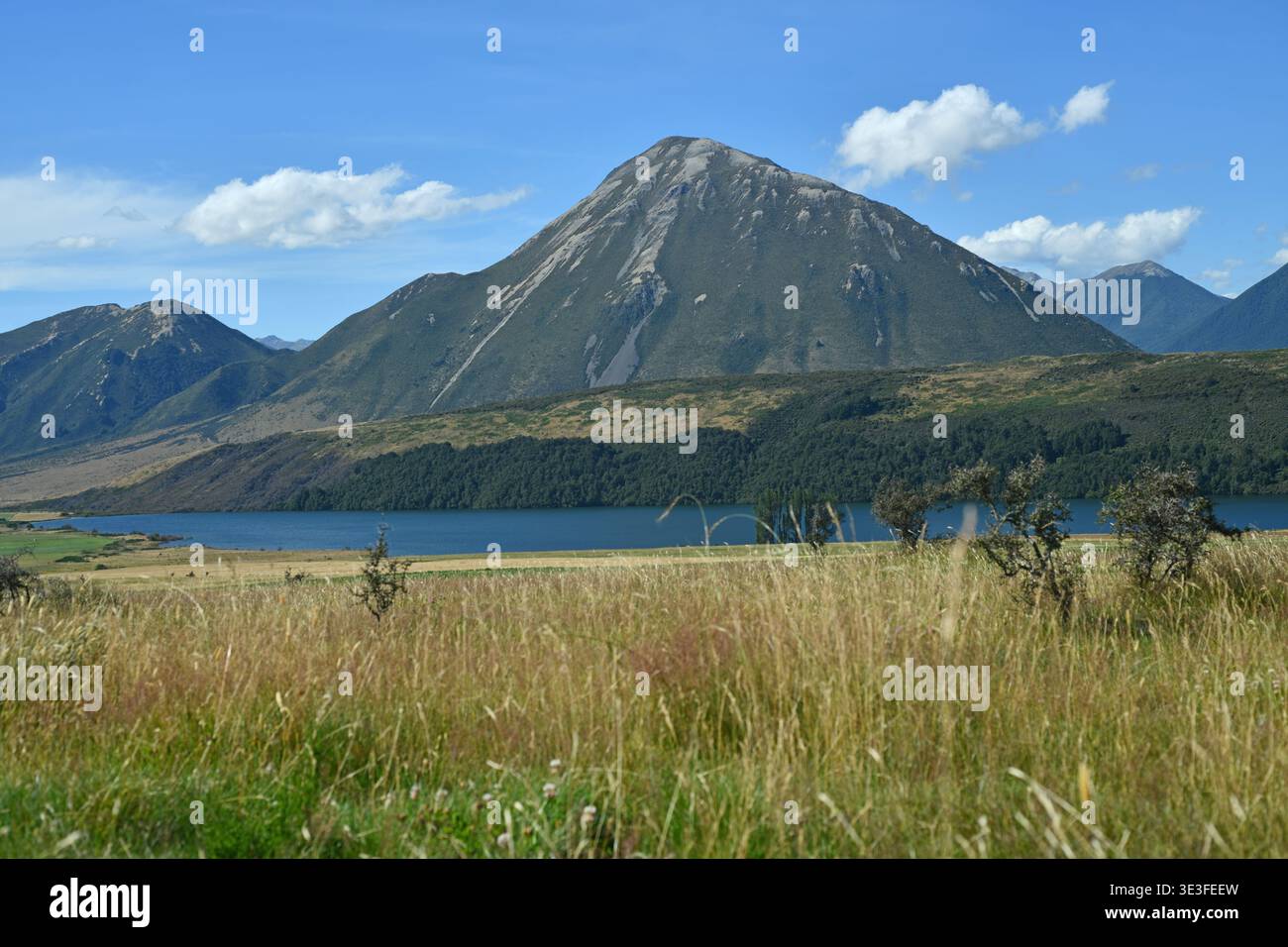 Sheep run on a Canterbury farm near Lake Grasmere, New Zealand Stock Photo