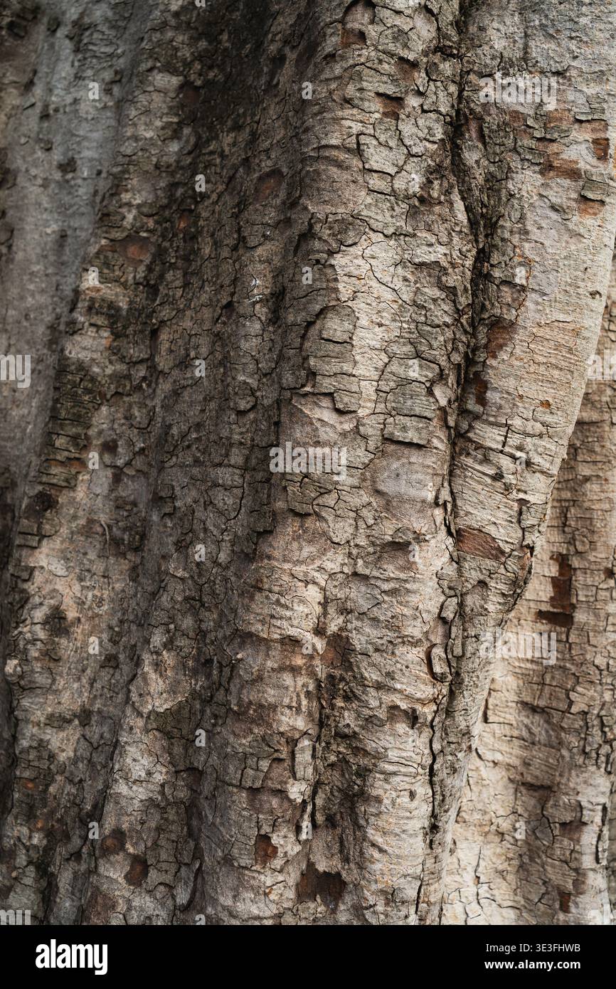 Natural Tree Bark Texture with Detailed Organic Patterns Stock Photo