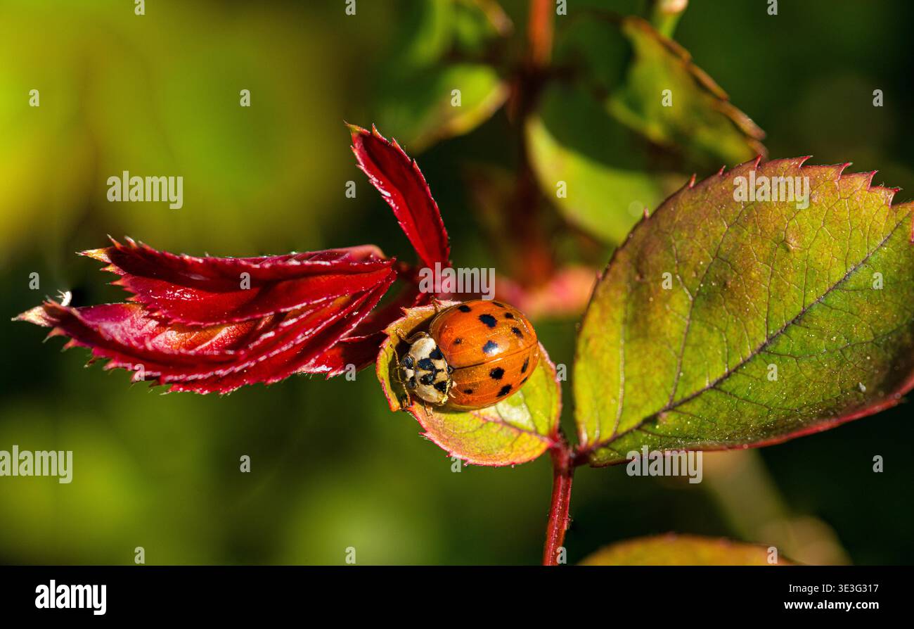 A harlequin ladybird on a rose leaf Stock Photo