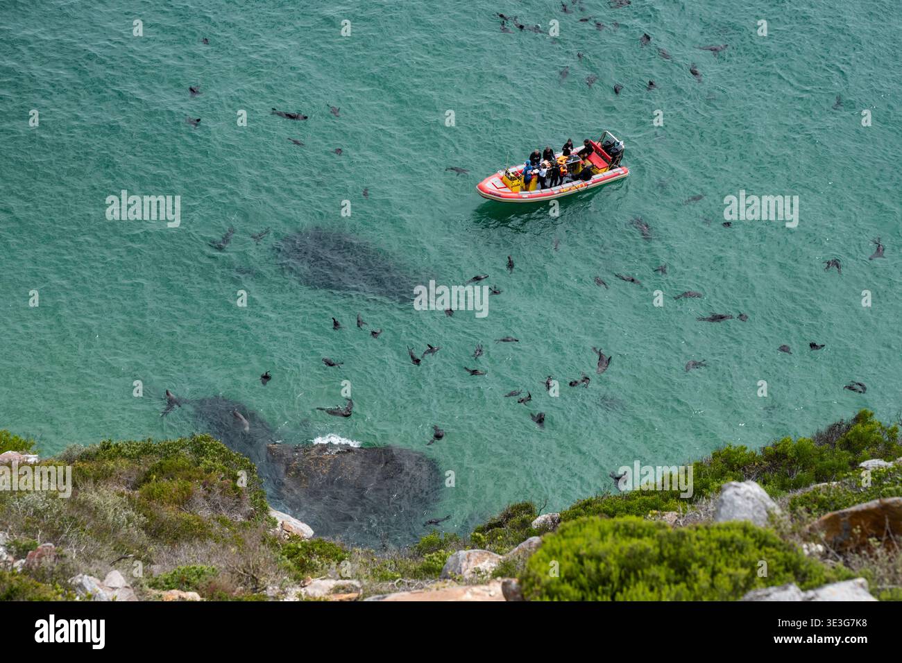 People swimming with Cape fur seals, Robberg Nature Reserve, South Africa Stock Photo