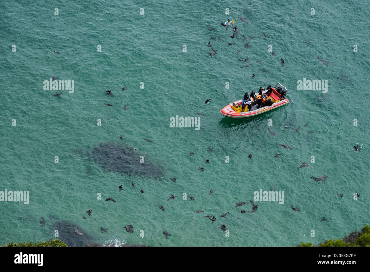 People swimming with Cape fur seals, Robberg Nature Reserve, South Africa Stock Photo
