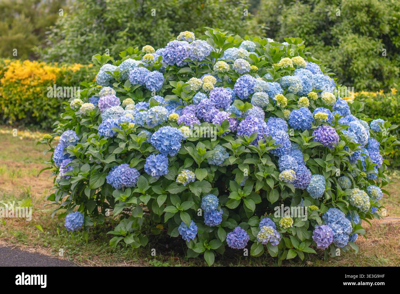 Lush rounded blue hydrangea macrophylla shrub with abundant blooms and ...