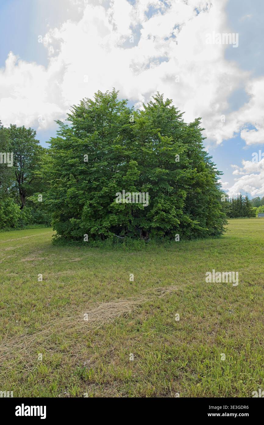 Large, dense common Hornbeam (carpinus betulus) tree in a field in ...