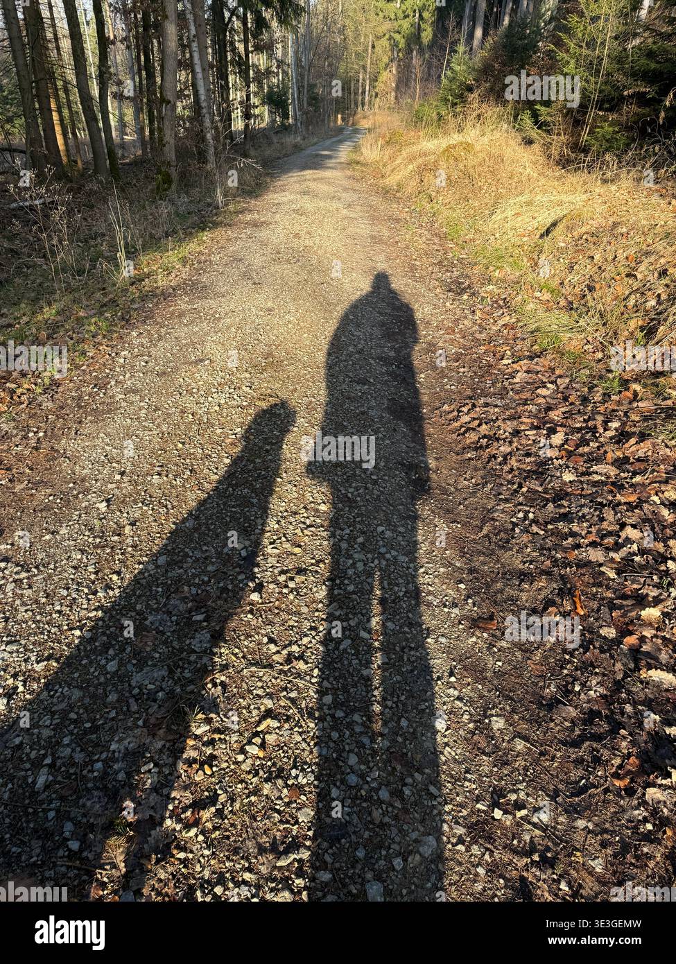 Shadows of dog and man in a forrest on a sunny spring morning. - Smartphone Captured Stock Image