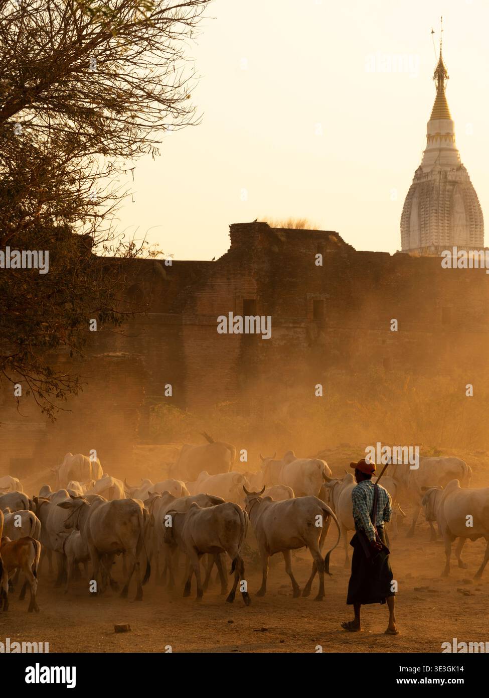 Old Bagan, Myanmar - 18 February 2026: View of a herder guiding a herd of cattle through a dusty landscape, with the Ananda Temple silhouetted against Stock Photo