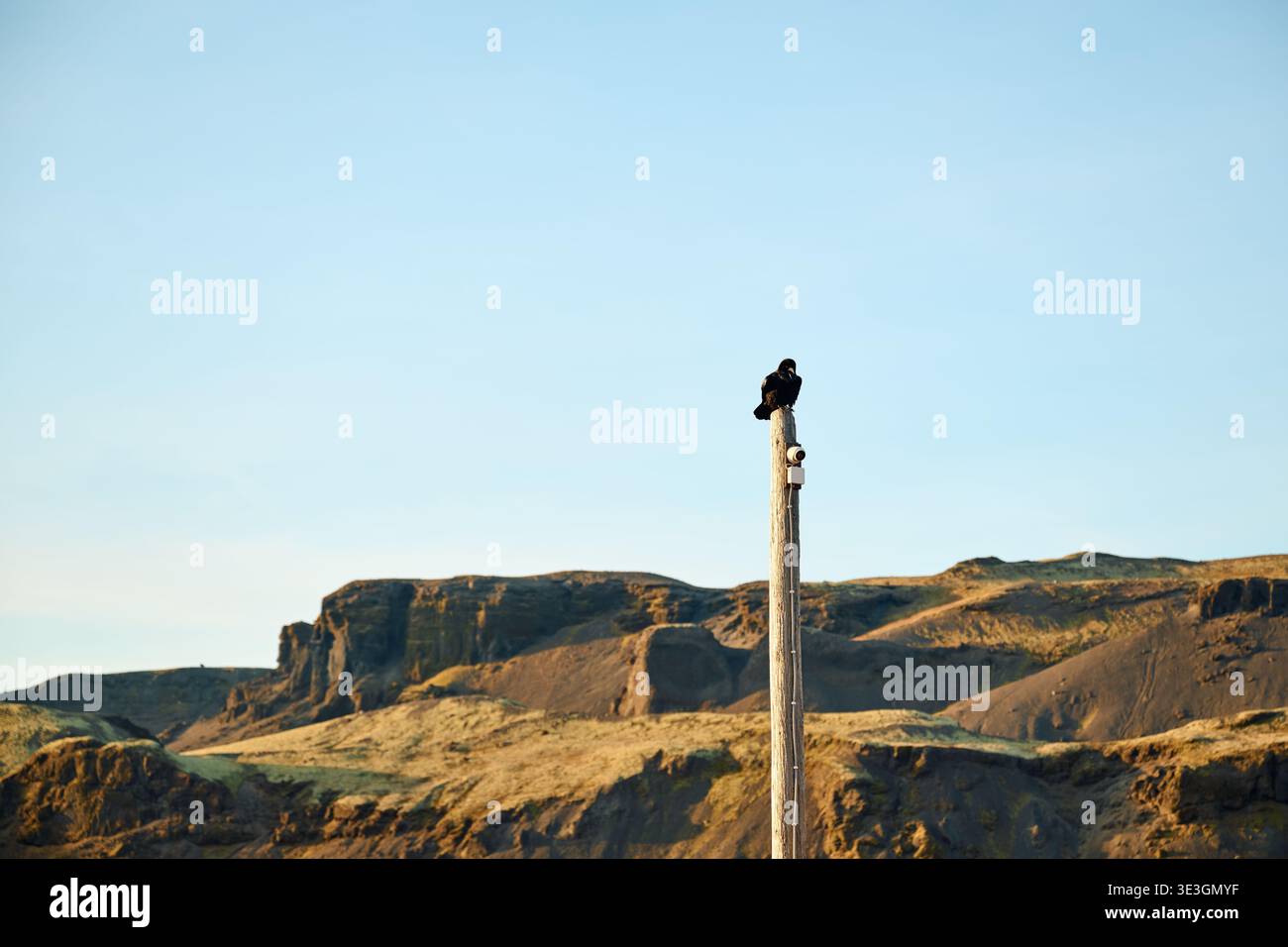 Crow perching on pole watching over remote landscape Stock Photo